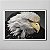 Quadro Decorativo Aguia - Imagem 16