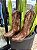BOTA WESTERN VIMAR 10247 - Imagem 2
