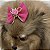 Laço de Tule Rosa Pink com Glitter para Pets - Imagem 15