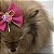 Laço de Tule Rosa Pink com Glitter para Pets - Imagem 14