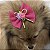 Laço de Tule Rosa Pink com Glitter para Pets - Imagem 16