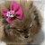 Laço para Pets Pink com Rosinhas - Imagem 10