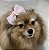 Laço de Tule Rosa para Pets - Imagem 9