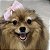Laço de Tule Rosa para Pets - Imagem 10