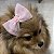 Laço de Tule Rosa para Pets - Imagem 7