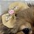 Laço de Tule Dourado para Pets - Imagem 10