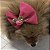 Laço De Tule Rosa Choque para Pets - Imagem 13