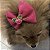 Laço De Tule Rosa Choque para Pets - Imagem 10