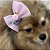 Laço de Tule Rosa com Rosinhas para Pets - Imagem 7