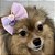 Laço de Tule Rosa com Rosinhas para Pets - Imagem 9