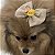 Laço de Tule cor Nude com Glitter para Pets - Imagem 9