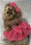 Vestido Country Style para Pets com Laço - Imagem 7