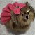 Vestido Country Style para Pets com Laço - Imagem 4