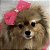 Vestido Country Style para Pets com Laço - Imagem 8