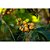 Café Especial Bourbon Amarelo 100% Arábica Grãos 500g - Unique - Imagem 7