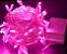 Pisca de Natal 100 Leds e fio Rosa 8 Funções 8 Metros 127V. - Imagem 2
