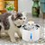 Fonte de Água para Gatos Automática Flor NewPet 2,5 litros - Imagem 3