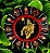 🌾✨ Mandala Obaluaê – Cura que Vibra em Silêncio ✨🌾 - Imagem 5