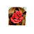Rosa Vermelha com Preto para Cabelo ou Broche - Imagem 1