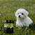 Kit 2 Suplementos para Cães Primus Crescimento 100g Nutroplus - Imagem 2