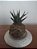 KOKEDAMA COM BASE E MUDA DE PLANTA - Imagem 1