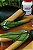 Kuripe folhas- Autoaplicador - Curipe - Imagem 2