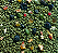 Alcon Club Calopsita Mix - Imagem 2