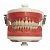 PD 100 MANEQUIM PRONEW TOP - DENTISTICA - Imagem 1