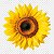 GIRASSOL BOTAO TOURNESO - Imagem 1