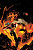 Absolute Flash 03 - Imagem 1