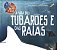 A vida dos tubarões e das raias - Imagem 1