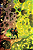 Absolute Superman 02 - Imagem 1