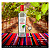Pisco Santiago Queirolo Acholado  750ml - Imagem 4
