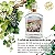 Pisco Porton Mosto Verde Quebranta 750ml. - 340 Edição Limitada de Coleção "LA VID E LA PRODUCCION DEL PISCO" - Imagem 2
