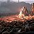 Jogo A Plague Tale Innocence - PS4 Mídia Digital - Imagem 5