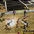 Jogo FINAL FANTASY XV POCKET EDITION HD - PS4 Mídia Digital - Imagem 2