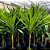 Dracena Arborea - Imagem 1