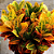 Planta Croton - Imagem 1