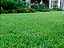 Grama Esmeralda (Acima de 100m²) - Imagem 2