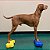 Mini Plataforma de Treinamento de Equilíbrio K9FITbone (Conjunto de 2) - Imagem 5