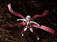 Daki Ume 15cm Demon Slayer - Aniplex BUZZmod - Imagem 7