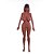 Boneca Realística - Sex Doll - T026 - 165 cm - Imagem 3