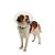 Colar Elizabetano Pet Para Cachorro Kruuse Buster Clic 10 cm - Imagem 1