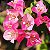Marcador Bougainvillea - 165M -  Luciana Gonzalez - Flexarte - Imagem 2