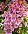 Marcador da Flor Clematis - 064M - Flexarte - Imagem 2