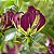 Marcador da Flor Gloriosa - 055M - Flexarte - Imagem 1