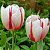 Marcador da Flor Tulipa Lisa - 117M - Flexarte - Imagem 2