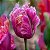 Marcador Flor Tulipa Parrot - 062M - Flexarte - Imagem 2