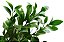 Marcador Folha Ruscus - 078M - Flexarte - Imagem 2