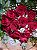 Buquê 12 Rosas - Imagem 6